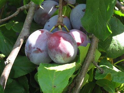 Picking Plums