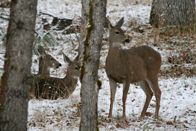 Outside my window…