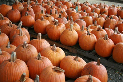Pictures from the Pumpkin Patch ~ 2009