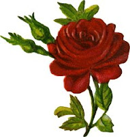 The Christmas Rose Novena