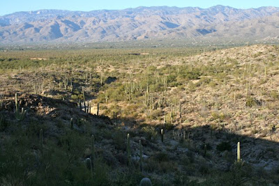 Saguaro National Park