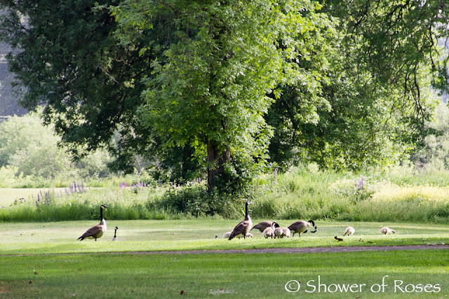 {pretty, happy, funny, real} :: 2013 State High School Golf Championships