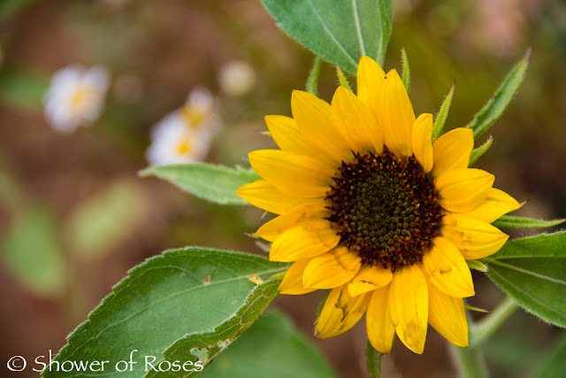 Summer Daybook :: July 29, 2013