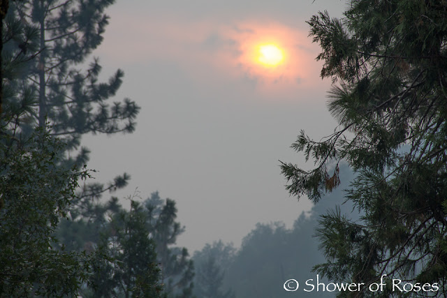 Smokey Summer Daybook :: August 7, 2013