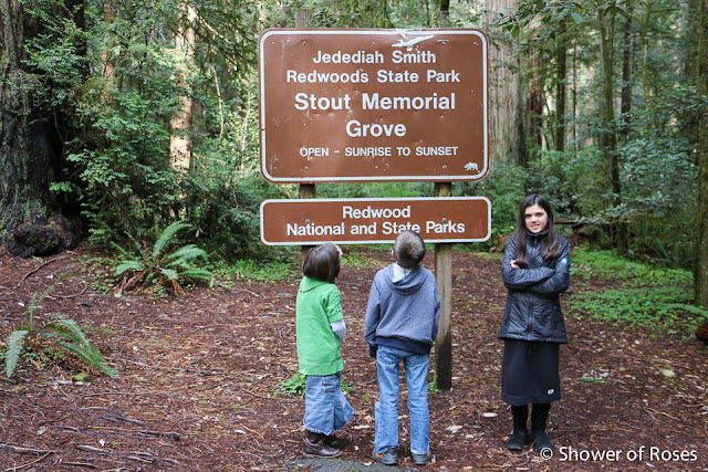 Stout Grove :: Visiting the Coastal Redwoods
