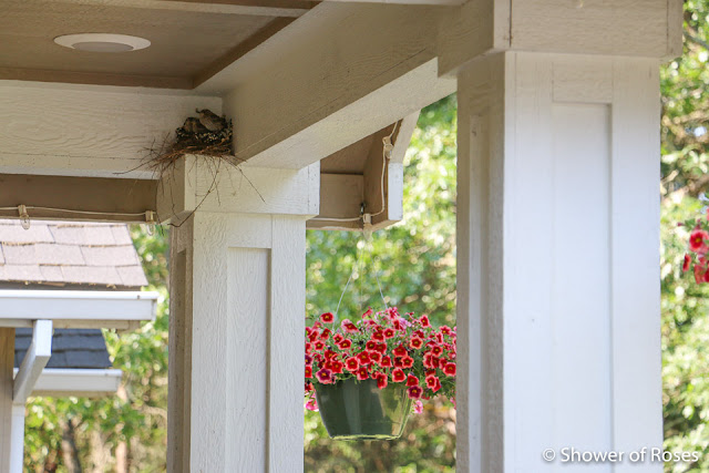 Front Porch Bird Watching :: House Finch Nest
